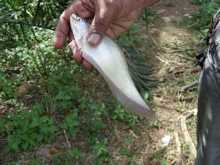 Ikan jenis ini pertama kali dikembangan di malaysia. IKAN AIR TAWAR MALAYSIA: IKAN SELAT