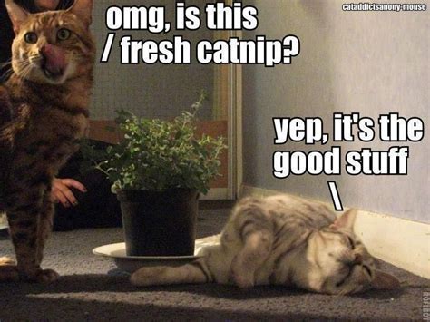 Your cats can have tea, too with this easy catnip tea recipe. Omg, Is This Fresh Catnip | Things that make me laugh ...