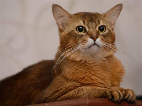 Sie zählt zu den halblanghaarkatzen und wurde zunächst vor allem in den usa. Somali-Katze: Alle Infos und Tipps zur Rasse