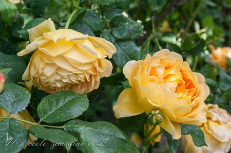 I fiori sono caratterizzati da una coppa centrale, a forma di piccola trombetta. Il piccolo giardino di L.: La mia prima rosa: Golden ...