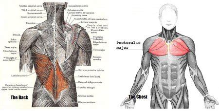 Learn anatomy faster and remember everything you learn. The muscles of the chest and upper back - Anatomy-Medicine.COM