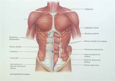 The general function of these muscles is to produce extension at the wrist and fingers. Muscles Of The Torso Anterior : Biol 160 Human Anatomy And ...