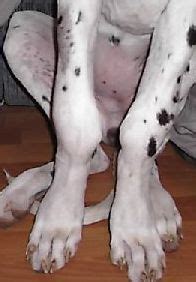 May be unable to does your dog have arthritis, or have you ever owned an arthritic canine? Dog Has Swollen Front Leg Joint - Goldenacresdogs.com