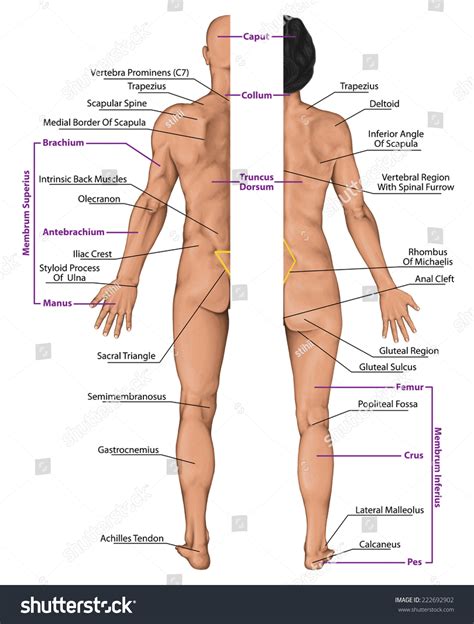 Male body image also tends to be more misunderstood than female body image. Male And Female Anatomical Body, Surface Anatomy, Human ...