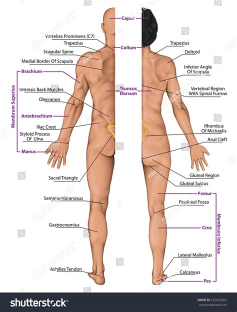 Check spelling or type a new query. Male Female Anatomical Body Surface Anatomy Stock ...