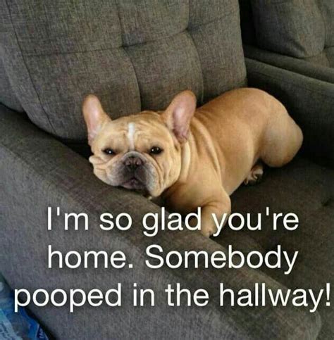 You can find great bulldog names at englishbulldognames.com. 50+ Funniest French Bulldog Memes | Guaranteed LOL ...