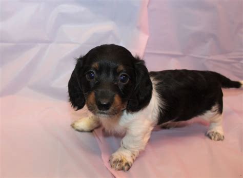 Miniature dachshunds 14 week old long haired miniature dachshund male. Dachshund puppy dog for sale in Smithton, Missouri