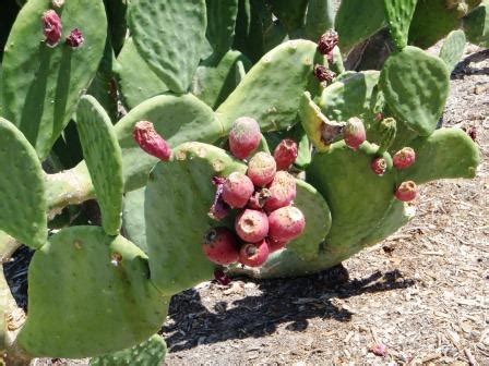 Nopal cactus is a commonly used ingredient in several foods, especially in parts of mexico. Xtremehorticulture of the Desert: Some Cacti Can Be Grown ...