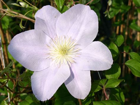 Landscapehub is a marketplace for all of your landscaping needs. Silver Moon Clematis | クレマチス