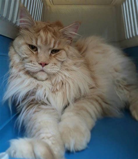 Photos of maine coon cats and kittens. "Mi piace": 93, commenti: 2 - Andrea Amaroli (@hollycoon ...