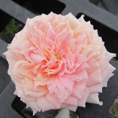 Lotus (nelumbo 'shui meiren') in the lotuses database. Shui Meiren / Shui Jin Gui Wuyi Yancha Oolong Tea Rock Tea ...