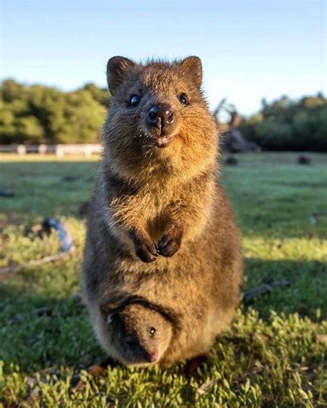 If a quokka mother is threatened by a predator she will often throw her baby on the ground to distract the predator and save. The Quokka is a marsupial. The baby is poking its head out ...