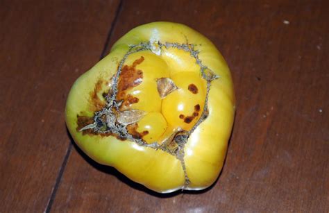 Jul 20, 2020 · however, even if the blossom scar is just enlarged and the fruit has not split open, the tomato is still considered to have catface. BUL993 Blossom-End Rot in Tomatoes