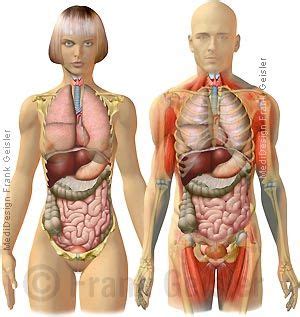 Stomach, kidneys, rib cage, brain, intestine, spleen, uterus, liver, lungs, spine, throat, heart. Anatomie Mensch, innere Organe Frau und Mann, Ansicht ...