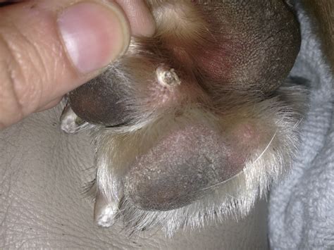 I took the dog to the vet, and the vet thought it looked benign, so we decided to wait and see what since then, i have found a flat growth in the middle of the pad on the same paw and another much. Lab Has A Bump On His Paw. What Could It Be?