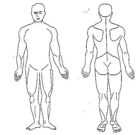 The human heart is similar to the hearts of other vertebrates. Free Blank Body, Download Free Clip Art, Free Clip Art on ...