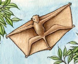 The sunda flying lemur (galeopterus variegatus) and the philippine flying lemur (cynocephalus volans). Colugo