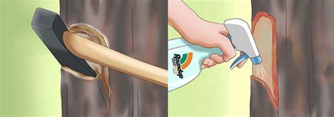 What doesn't kill trees quickly. How do you kill a tree? | 3 Ways (Fast & Slow Methods)
