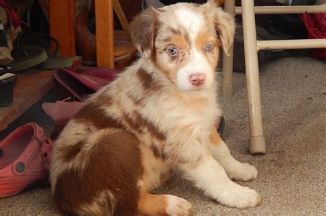 A european breed perfected in california by way of australia. Sonrise Hill Farm Has Australian Shepherd Puppies For Sale In Clara City, MN On AKC PuppyFinder ...