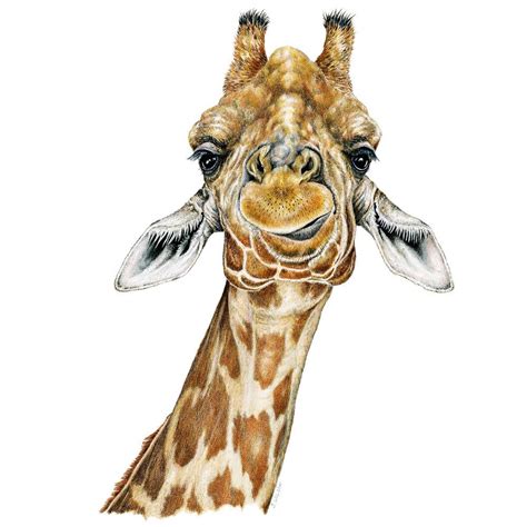 Rainbow gradient line drawing of a cartoon walking giraffe. Giraffe Sweatshirt - Wildlife Drawings by Jim Wilson