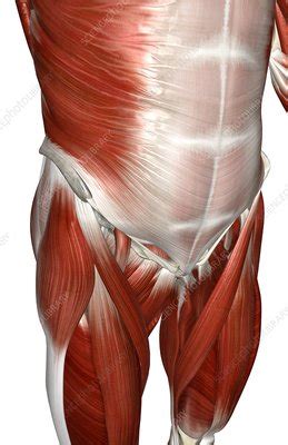 Visceral muscles use aerobic respiration when we call on them to produce a low to moderate level of force. The muscles of the lower body - Stock Image - C008/2126 ...