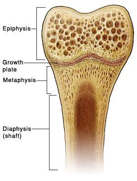 Observed 2.sketch and label the diaphysis of the beef bone: bone cross section picture | Rib bones, Anatomy and physiology, Bones