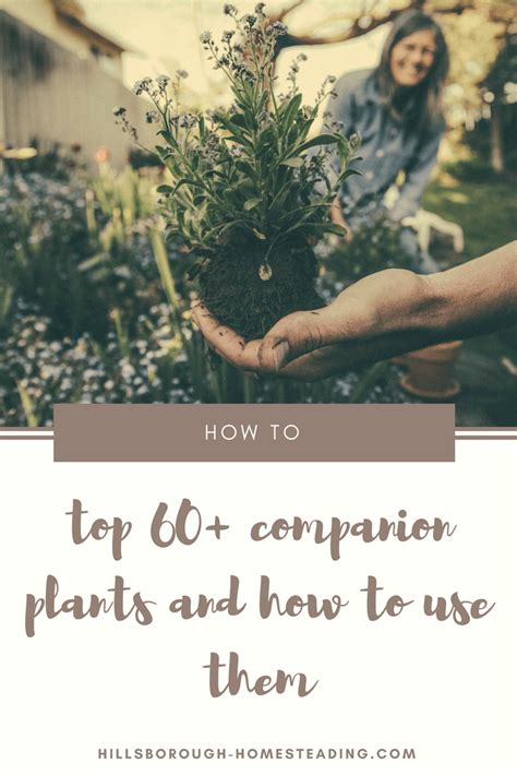 This is called companion planting and for those of you who are unsure of where to go, here are some tips. Everything You Need to Know to Grow Melons | Companion ...