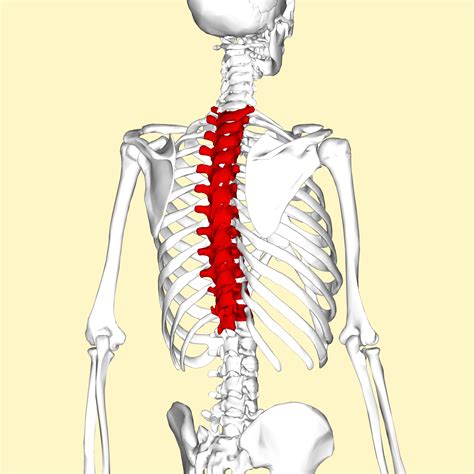 The part opposite to or behind that adapted for view or use: You Should Foam Roll Your Thoracic Spine Properly - FITNESS PAIN FREE