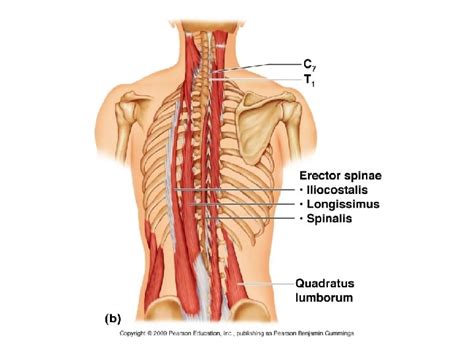 That way, your lower back doesn't round forward. Anatomical Name Of Lower Back Muscles : The 5 Types Of ...