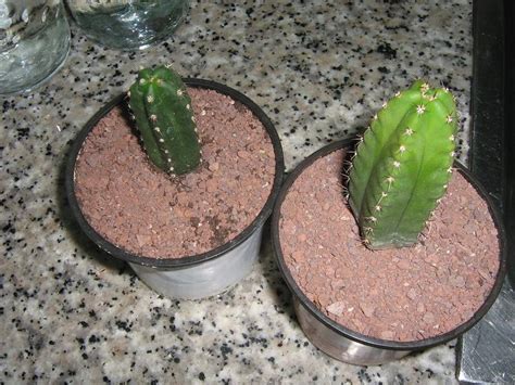 Sur de ecuador y norte de perú. Cactus semejante al San Pedro (Trichocereus pachanoi)