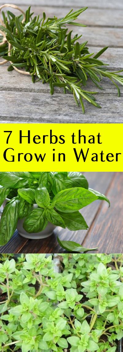 The most important things a soil test will tell. 7 Herbs that Grow in Water - No Soil Needed! | Indoor ...