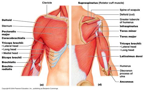 The shoulder anatomy includes the anterior, lateral & posterior deltoids, plus the rotator cuff. Family, Fitness, and Fun: Preventing and Recovering From ...