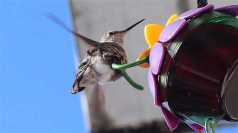 Check spelling or type a new query. How To Make A Hummingbird Feeder Heater