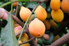 All in one little fruit! Achacha facts and health benefits