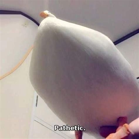 The tallest mallard duck to have ever lived (since records began) known as 'long boi.' he lives on the campus of the university of york, england. Pin by Hazel Cass on I love ducks | Quick pics, Memes of ...