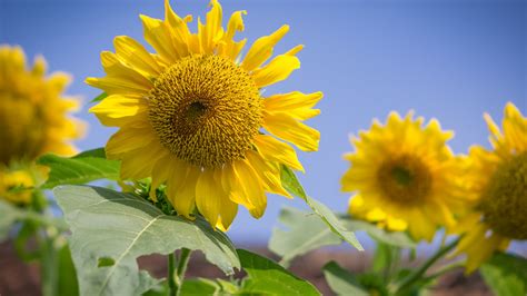 Helianthus annuus, the common sunflower, is a large annual forb of the genus helianthus grown as a crop for its edible oil and edible fruits. Bunga Matahari | Ariyadi Kartosetomo | Flickr