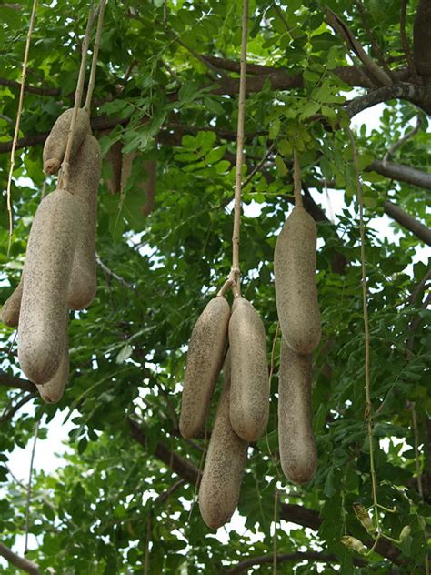 We did not find results for: South African Sausage Tree (Kigelia pinnata) - a photo on ...