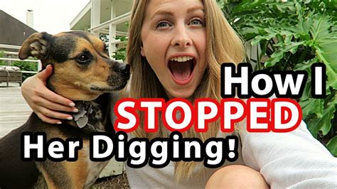 How do you stop a dog from digging holes? STOP Your DOG DIGGING in the Yard (GUARANTEED!) - YouTube