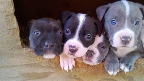 Pitbull puppies for sale sacramento california. BLUE NOSE PITBULL PUPPIES FOR SALE 400 WITH PAPERS FIRST ...