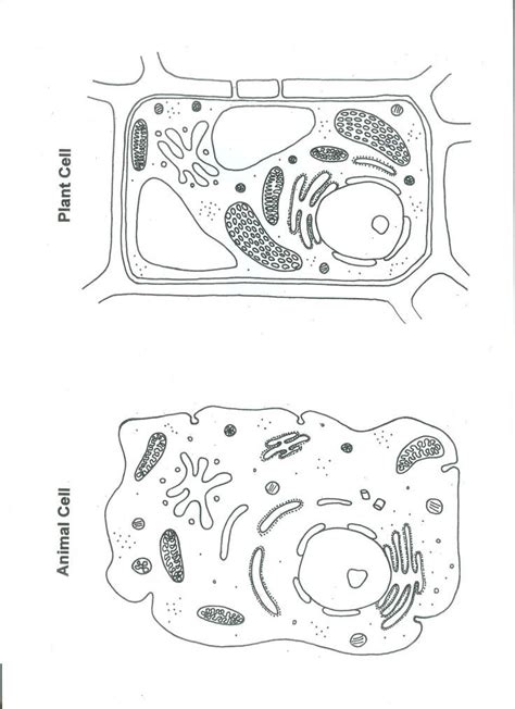 Maybe you would like to learn more about one of these? Pin By Stephanie May On Teaching | Plant and animal cells ...