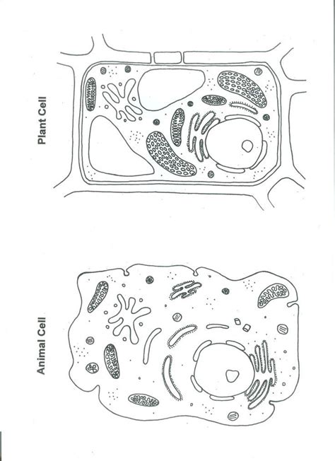 Animal cell structure diagram model animal cell parts and image information: Pin By Stephanie May On Teaching | Plant and animal cells ...