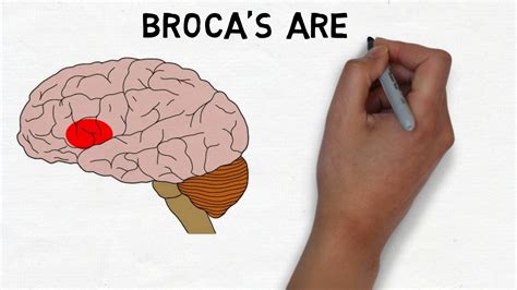 The hindbrain consists of structures at the base of the brain. 2-Minute Neuroscience: Broca's Area - YouTube