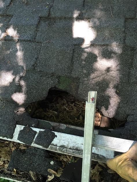 Shawn holbein, western pest services, lititz, pa. Raccoon Removal - Terre Haute, Indiana - Langmans Wildlife ...