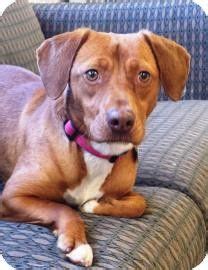 See more ideas about vizsla, vizsla puppies, puppies. Chicago, IL - Vizsla/Beagle Mix. Meet Amber 4, a dog for ...