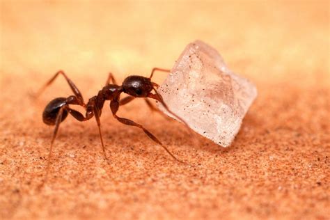 In some cases, they live outside of your house. How to Kill Sugar Ants?