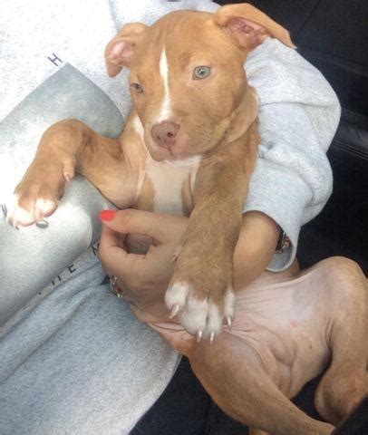 Here you can find purebred breeders store nearest you in miami, have you thought out if you really. Beautiful Pitbull puppies ready to go home! for Sale in Miami, Florida Classified ...