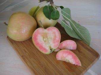 Some years, i've harvested them over, as much as, a six to eight week period. Pink Pearl Apple: An Heirloom Surprise - Ecological ...