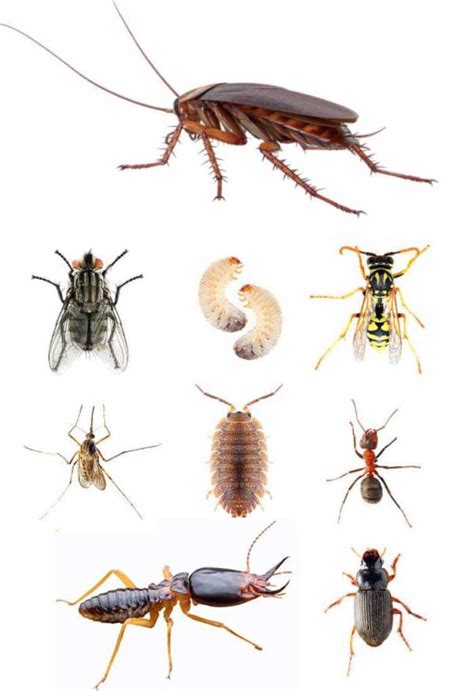 Business directory of north carolina. Saber Exterminating - Termite and Pest Control ...