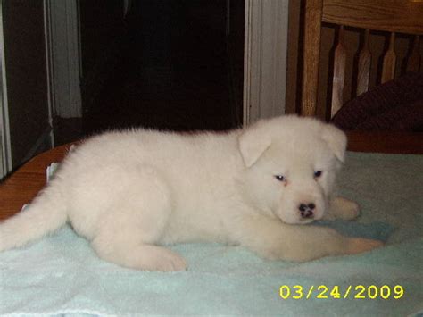 Dog breeders and puppies for sale in missouri. Akita Puppies FOR SALE ADOPTION from Saint Louis Missouri St Louis City @ Adpost.com Classifieds ...