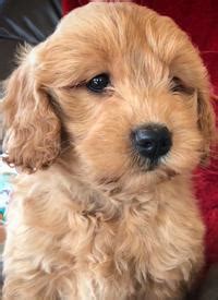 Feel free to browse hundreds of active classified puppy for sale listings, from dog breeders in pa and the surrounding. Home - Big Star Kennel: Puppies for Sale in Iowa